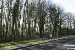 Linteler Wäldchen-Wald 17.2.19-26