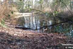 Linteler Wäldchen-Wald 17.2.19-4