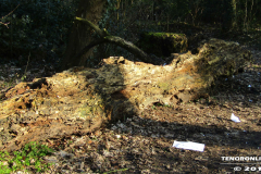 Linteler Wäldchen-Wald 17.2.19-7