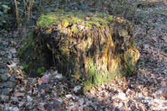 Linteler Wäldchen-Wald 17.2.19-8