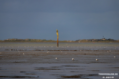 Naturstrand-Hilgenriedersiel-Hagermarsch-Ostfriesland-2.9.2019-21