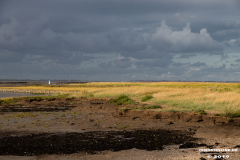 Naturstrand-Hilgenriedersiel-Hagermarsch-Ostfriesland-2.9.2019-26