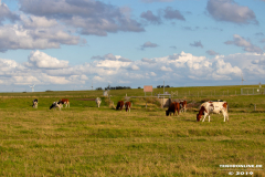 Naturstrand-Hilgenriedersiel-Hagermarsch-Ostfriesland-2.9.2019-8
