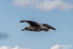 Möwe-Neßmersiel-2.9.2019-1
