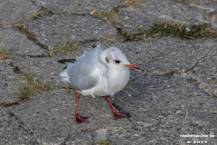 Möwe-Neßmersiel-2.9.2019-3
