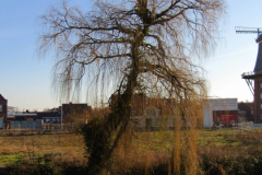 Baum am Norder Tief Neuer Weg Norden 16.2.2019-1