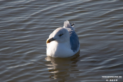 Möwe-Wasserkante-Ost-Norden-Norddeich-31.10.2019-12