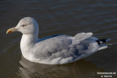 Möwe-Wasserkante-Ost-Norden-Norddeich-31.10.2019-13
