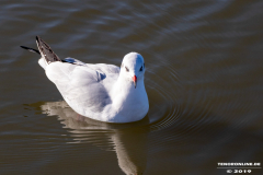 Möwe-Wasserkante-Ost-Norden-Norddeich-31.10.2019-16