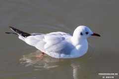 Möwe-Wasserkante-Ost-Norden-Norddeich-31.10.2019-17