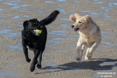 Norddeich Hundestrand 3.10.2019