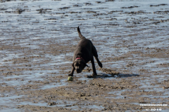 Hunde-Hundestrand-Norden-Norddeich-3.10.2019-1