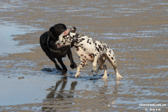 Hunde-Hundestrand-Norden-Norddeich-3.10.2019-10