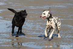 Hunde-Hundestrand-Norden-Norddeich-3.10.2019-11