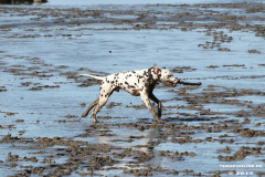 Hunde-Hundestrand-Norden-Norddeich-3.10.2019-13