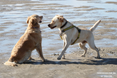 Hunde-Hundestrand-Norden-Norddeich-3.10.2019-14
