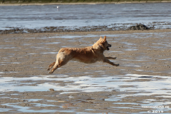 Hunde-Hundestrand-Norden-Norddeich-3.10.2019-15