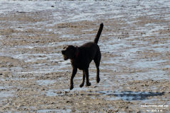 Hunde-Hundestrand-Norden-Norddeich-3.10.2019-2