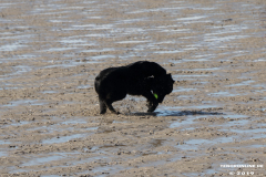 Hunde-Hundestrand-Norden-Norddeich-3.10.2019-3