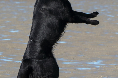 Hunde-Hundestrand-Norden-Norddeich-3.10.2019-5