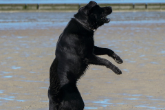 Hunde-Hundestrand-Norden-Norddeich-3.10.2019-6