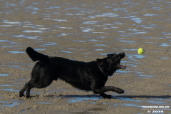 Hunde-Hundestrand-Norden-Norddeich-3.10.2019-8