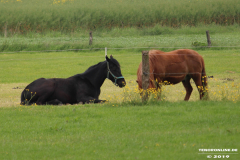 Pferde-Im-Wischer-Norden-26.5.19-10