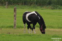 Pferde-Im-Wischer-Norden-26.5.19-9