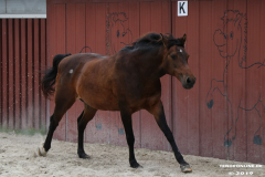 Pferde-Leezdorf-3.8.2019-1
