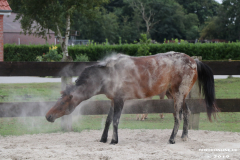 Pferde-Leezdorf-3.8.2019-10
