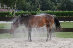 Pferde-Leezdorf-3.8.2019-11