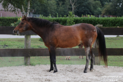 Pferde-Leezdorf-3.8.2019-12