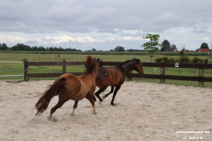 Pferde-Leezdorf-3.8.2019-13