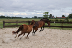 Pferde-Leezdorf-3.8.2019-14