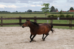 Pferde-Leezdorf-3.8.2019-15