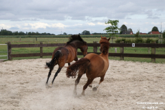Pferde-Leezdorf-3.8.2019-16