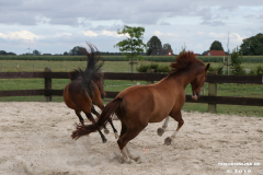 Pferde-Leezdorf-3.8.2019-18