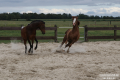 Pferde-Leezdorf-3.8.2019-19