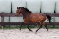 Pferde-Leezdorf-3.8.2019-2