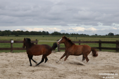 Pferde-Leezdorf-3.8.2019-20