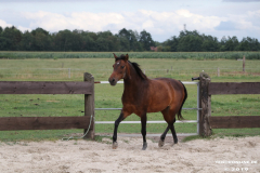 Pferde-Leezdorf-3.8.2019-21
