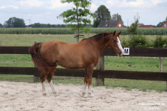 Pferde-Leezdorf-3.8.2019-22
