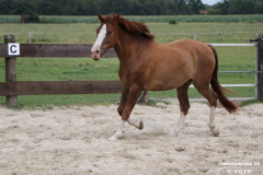 Pferde-Leezdorf-3.8.2019-23