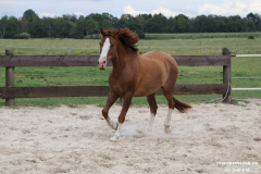 Pferde-Leezdorf-3.8.2019-24