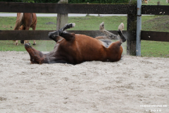 Pferde-Leezdorf-3.8.2019-4