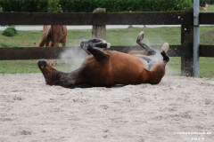 Pferde-Leezdorf-3.8.2019-5