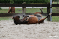 Pferde-Leezdorf-3.8.2019-6