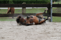 Pferde-Leezdorf-3.8.2019-7