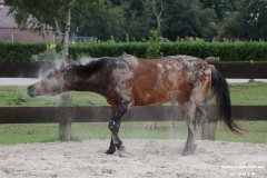 Pferde-Leezdorf-3.8.2019-9
