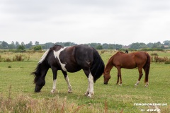 Pferde-Norddeich-12.7.2022-1